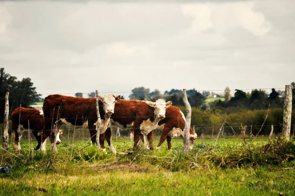 Při Pohledu Fotoaparát Farmě Dobytka Hereford — Stock fotografie