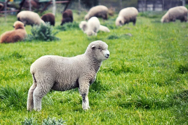 成群的羊在户外放牧 — 图库照片