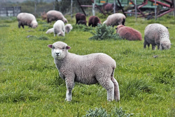 Koyun Sürüsü Dışarıda Otluyor — Stok fotoğraf