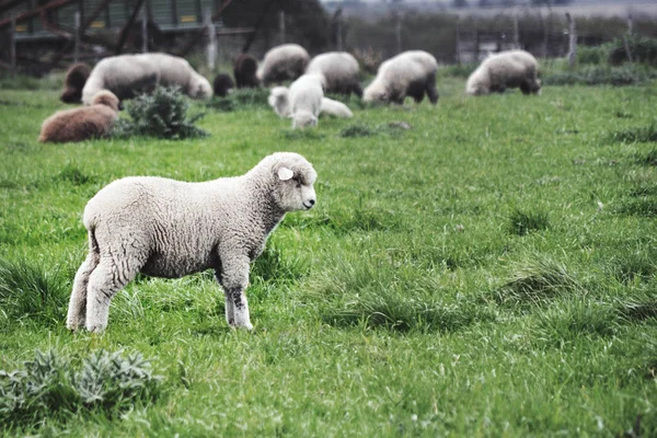 Schafherde Weidet Freien — Stockfoto