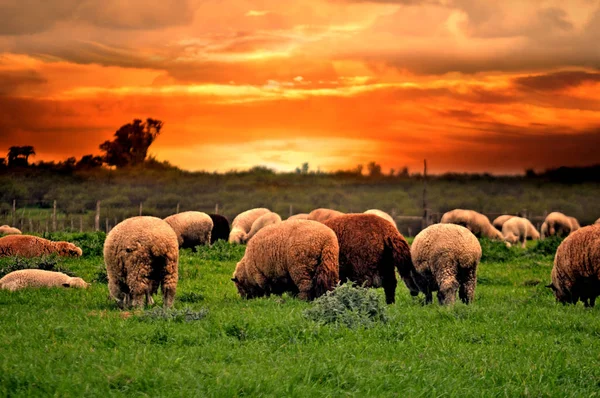 Stádo Ovcí Pasoucí Při Západu Slunce — Stock fotografie