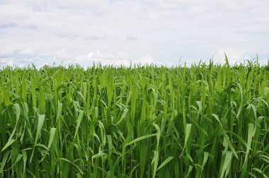 Genç Mısır ile yeşil alan 