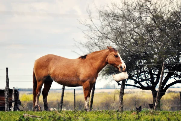 Horse and feeding in the farm