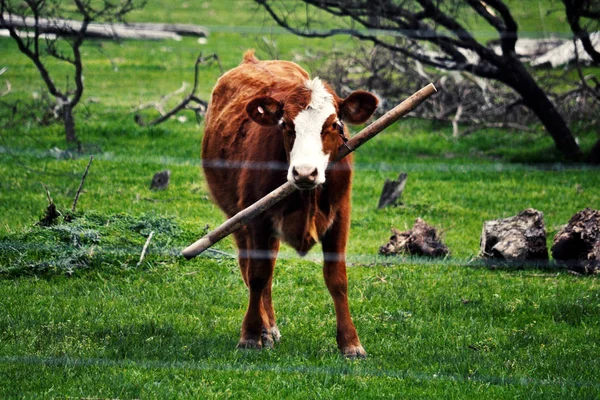 Hereford cow with a steak necklace staring at camera