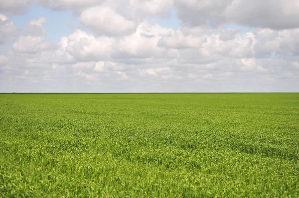 Зеленое Поле Молодой Кукурузой — стоковое фото