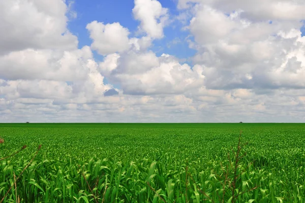Зеленое Поле Молодой Кукурузой — стоковое фото