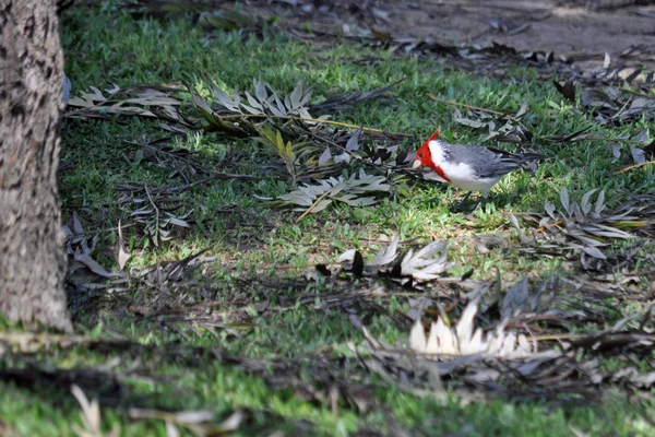 Red Crested Cardinal Looking Food — Stock Photo, Image