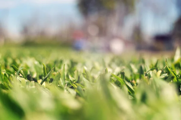 Abstrakte Natürliche Hintergrund Von Grünem Gras Und Schönheit Verschwommen Bokeh — Stockfoto