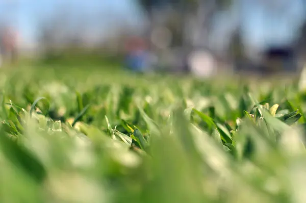 Abstrakte Natürliche Hintergrund Von Grünem Gras Und Schönheit Verschwommen Bokeh — Stockfoto