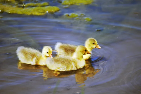 Three baby yellow ducks swimming in a pond