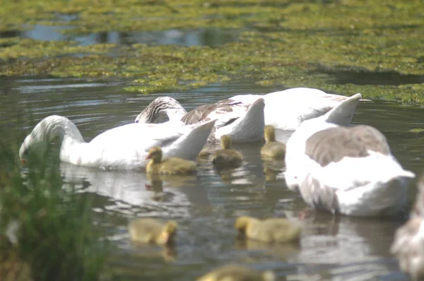 Pato Família Nadando Uma Lagoa — Fotografia de Stock