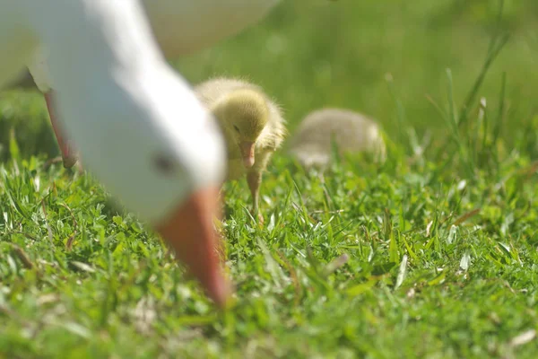 Duck Eating Grass Outdoors — Stock Photo, Image