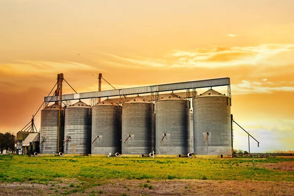 Agricultural Silos - Building Exterior, Storage and drying of grains, wheat, corn, soy, sunflower against the blue sky with rice fields