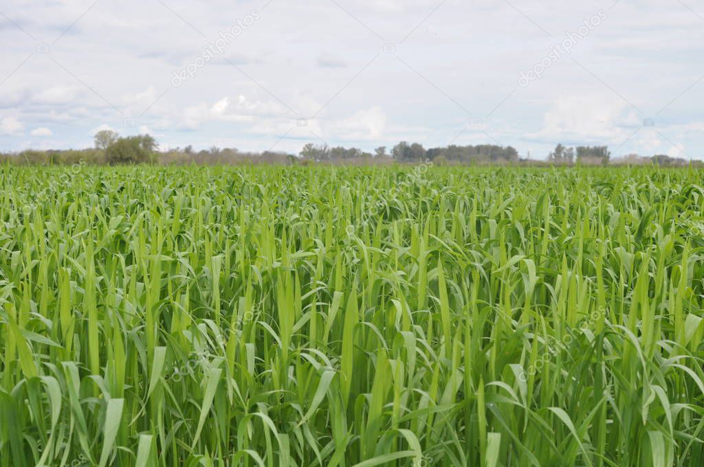 Green field with young corn 