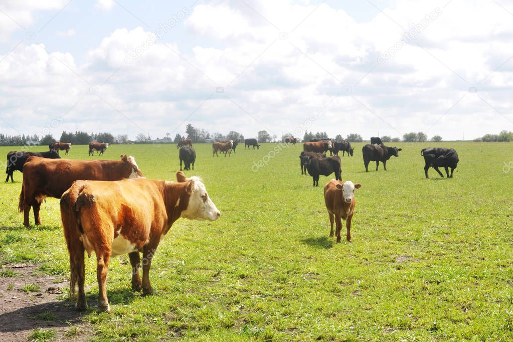 Hereford cattle pasturing in a farm