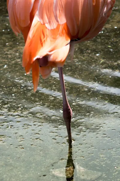 American Flamingo Caribbean Flamingo Phoenicopterus Ruber — Stock Photo, Image