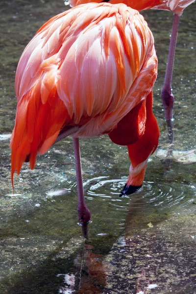 Amerikaanse Flamingo Caribische Flamingo Phoenicopterus Ruber — Stockfoto