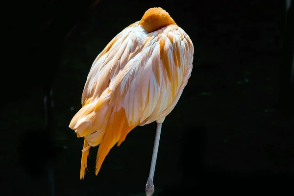 Американський Фламінго Або Кариби Фламінго Phoenicopterus Ruber Чорному Тлі — стокове фото