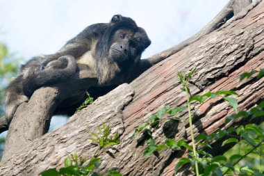 Siyah erkek uluyan maymun Alouatta Caraya