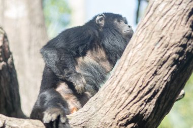 Siyah erkek uluyan maymun Alouatta Caraya