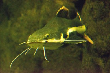 Mavi kedi balığı yakın çekim