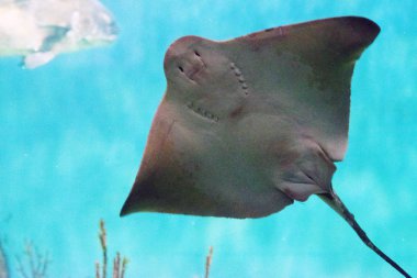 Akvaryumdaki vatoz close-Up