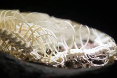 İskelet bir mağarada bir yılan