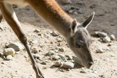 Bir çok (Lama guanicoe), Güney Amerika için yerel bir Devegiller portresi
