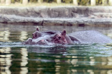 Su aygırı kafa kadar yakın 