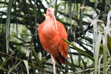Kızıl aynak portresi (eudocimus ruber)