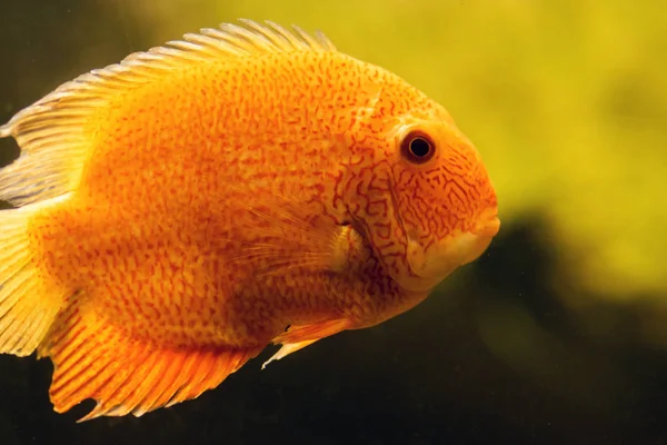 Orange Pomacentridae Balık Akvaryum Yakın Çekim — Stok fotoğraf