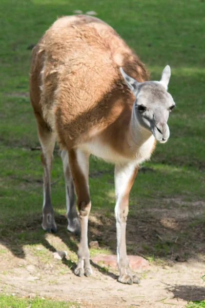 Retrato Guanaco Lama Guanicoe Camelídeo Nativo América Sul — Fotografia de Stock