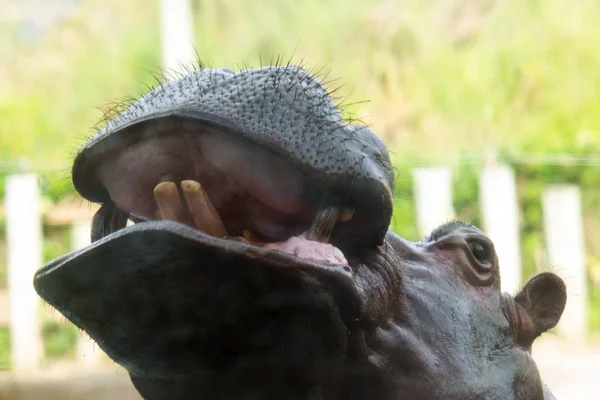 Бегемот Hippopotamus Amphibius Реке Открытым Ртом — стоковое фото