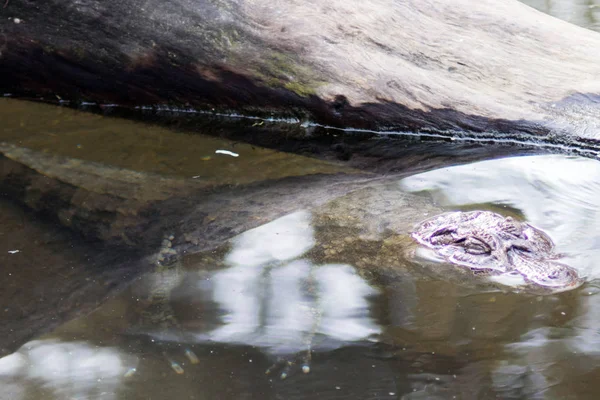 沼で部分的に冠水したワニの肖像画 — ストック写真