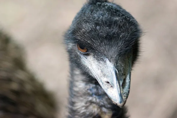 Emu Oiseau Regardant Caméra — Photo