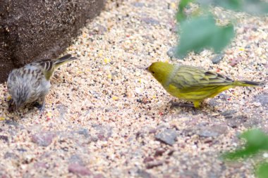 Parkta tohumları yemek serçeler