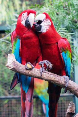 Birkaç kırmızı Amerika papağanı
