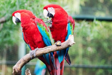 Birkaç kırmızı Amerika papağanı