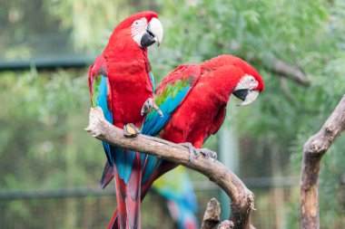 Birkaç kırmızı Amerika papağanı