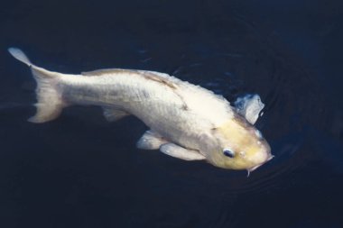 Koi balıkları havuzda yüzme close-Up