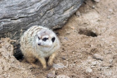 Meerkat toprağa kazma