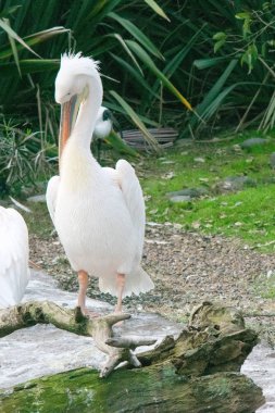 büyük beyaz Pelikan (pelecanus onocrotalus) olarak da bilinen Doğu beyaz Pelikan