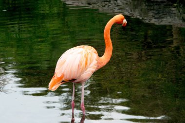 Amerikan Flamingo veya Karayip Flamingo (Phoenicopterus ruber)
