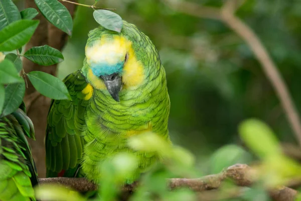 Retrato Pájaro Amazonas Coronado Amarillo — Foto de Stock