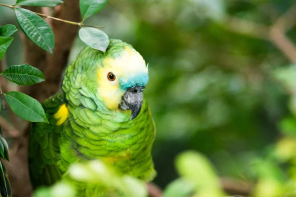 Portréja Egy Yellow Crowned Amazon Papagáj Madarak — Stock Fotó