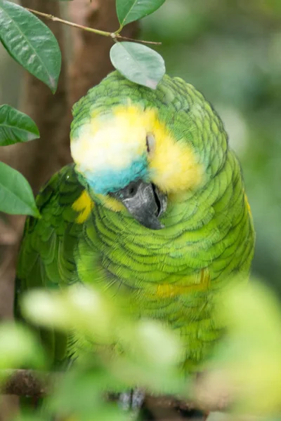 Portrét Papoušek Amazon Yellow Crowned Ptáka — Stock fotografie