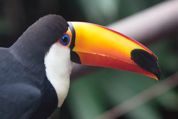 Oiseau Toco Toucan Coloré Regardant Caméra — Photo