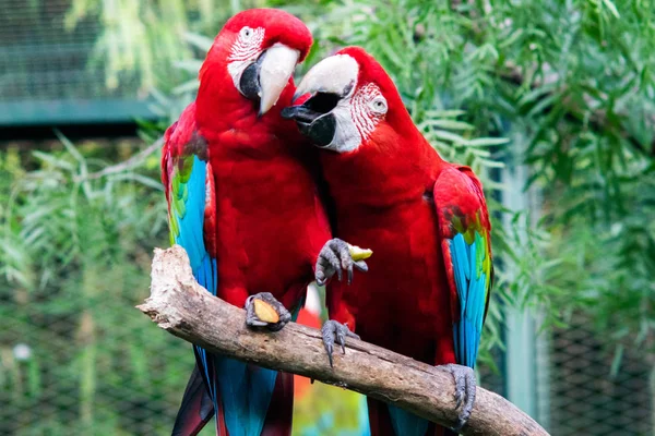 Coppia Scarlet Macaw — Foto Stock