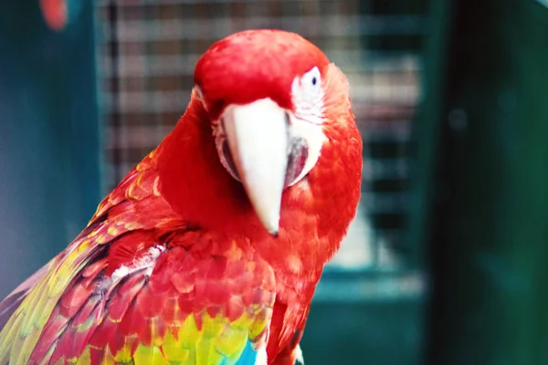 Retrato Guacamayo Escarlata Mirando Cámara —  Fotos de Stock