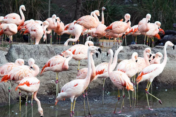 Groep Van Amerikaanse Flamingo Dierentuin — Stockfoto